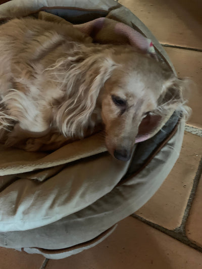 L'avis de Christine C. sur les croquettes aux insectes pour chien de la marque Réglo