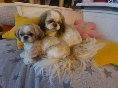 L'avis de France B. sur les croquettes aux insectes pour chien de la marque Réglo