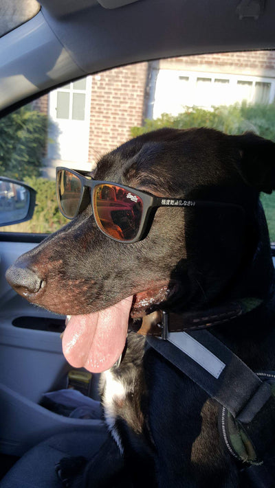 L'avis de Frederique L. sur les croquettes aux insectes pour chien de la marque Réglo