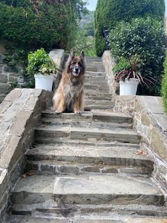 Avis sur Patricia H. — croquettes chien