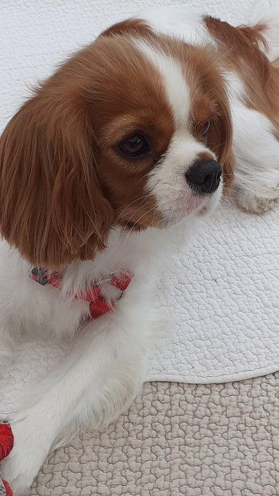 L'avis de Jocelyne D. sur les croquettes aux insectes pour chien de la marque Réglo