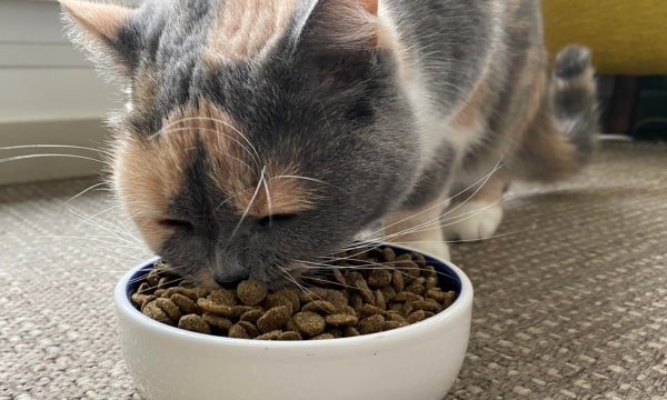 Chaton persan chartreux mange des croquettes réglo aux insectes pour chaton
