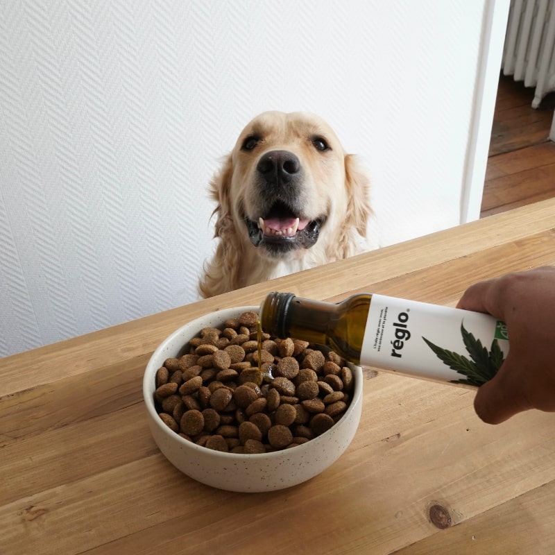 Huile de chanvre, croquettes aux protéines d'insectes bon pour les articulations des golden retriever