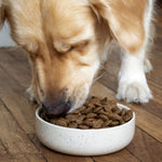 Golden retriever croquettes aux protéines d'insectes avec huile de chanvre