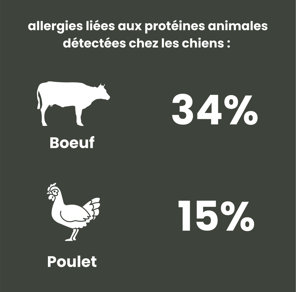 croquettes aux protéines d'insectes contre les allergies 