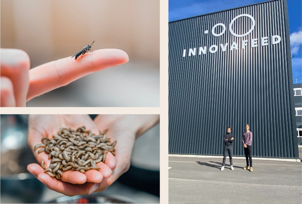 croquettes aux insectes protéines haute qualité pour chien Image