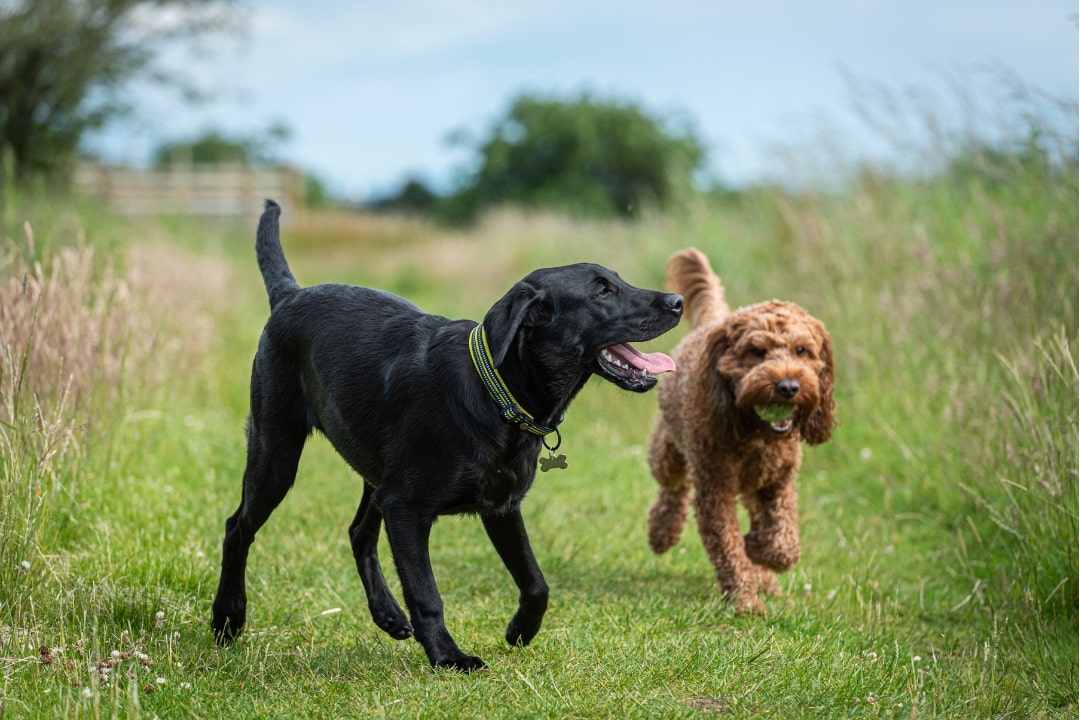 croquettes aux protéines d'insectes pour les chiens sportifs  Image